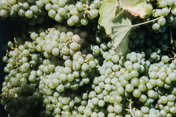 Wall Mural - Shallow focus of branches of grapes