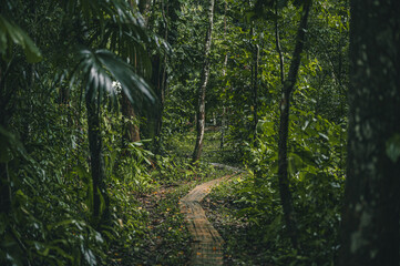 Sticker - Trail in a dense tropical forest