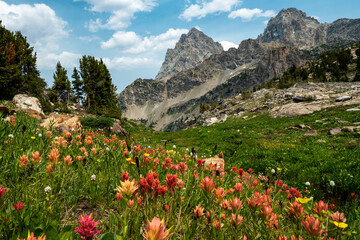 Poster - Orange Paintbrush Cover the Hillside Below Hurricane Pass