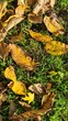 Jesienne liście na trawie