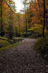 Poster - Beautiful view of a road with autumn leaves between green trees in the garden