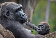 Portrait Of Funny Gorilla Family In The Wild