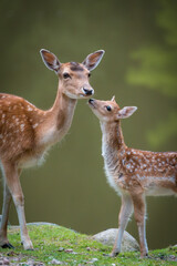 portrait of a beautiful mother deer with her baby in the wild forest