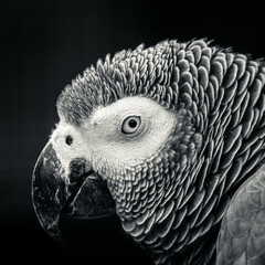 Canvas Print - Grayscale portrait of a beautiful parrot staring at the camea