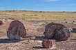 Petrified forest national park tree fossils
