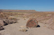 petrified trees in petrified forest national park