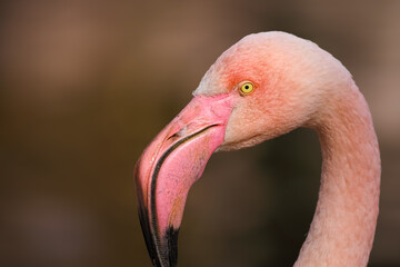 Poster - Closeup portrait of a beautiful flamingo