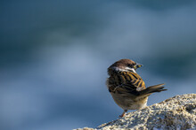 Closeup Shot Of An Adorable Eurasian Tree Sparrow Perched On The Rock With Blue Background