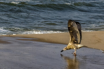 Canvas Print - Beautiful shot of a standing seagull on a coast of a sea