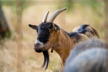 Poster - Selective of a colorful goat in a yard