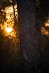 Wall Mural - Selective of tree bark on the sunset in 