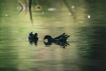 Poster - Beautiful view of ducks floating in the lake