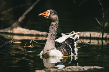 Poster - Beautiful view of a duck floating in the lake