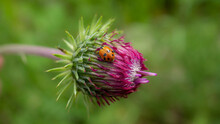 Shallow Focus Shot Of A Ladybug On A Thistle, Taken At 1400m In Sinaia, Romania