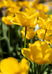 Sticker - Vertical shot of yellow tulips growing in the garden under the sunlight