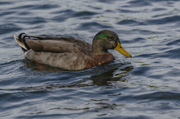 Poster - Closeup shot of the mallard duck floating in the lake