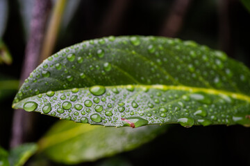 Wall Mural - Closeup shot of water drops on a green leaf of a plant after the rain