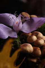 Sticker - Vertical shot of a purple Crocus fanaticus flower growing in the garden against blurred background