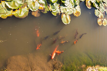 Gold Fishes In The Pond