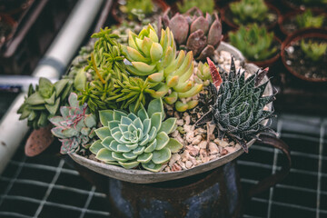 Poster - Closeup of potted succulents in the greenhouse