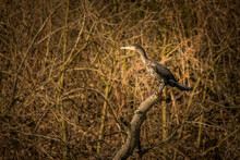 Scenic View Of A Cormorant Sitting On A Tree Branch With A Background Of Leafless Barren Bushes