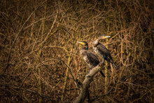 Scenic View Of Two Cormorants Sitting On A Tree Branch With A Background Of Leafless Barren Bushes