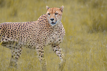 Selective Focus Shot Of An Asiatic Cheetah In A Field