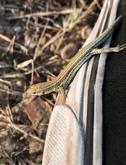 Sticker - Vertical closeup of the lizard on a shoe. The common side-blotched lizard, Uta stansburiana.