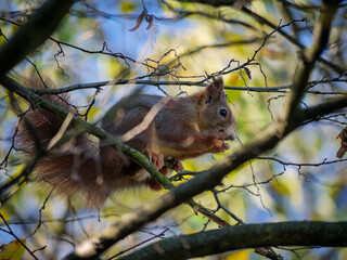 Poster - Furry small squirrel on the tree branch in the wild