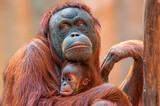 Fototapeta Zwierzęta - orangutan mother cares for her baby