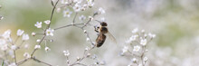 Bee On Gypsophila Flower In Beautiful Garden Closeup