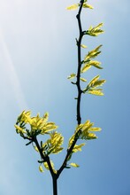 Yellow Flowers On Blue Sky Background