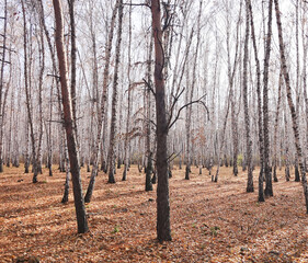 Wall Mural - Beautiful forest