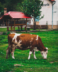 Poster - Brown and white cow eating grass in a field during the day