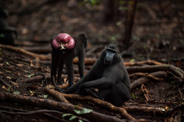 Wall Mural - Sulawesi crested macaque passing feces, Tangkoko National Park, Indonesia