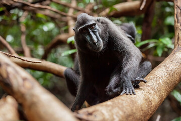 Wall Mural - Seriosly looking Crested black macaque sitting on the tree, Tangkoko National Park, Indonesia