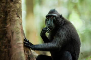 Wall Mural - Curiously looking Celebes crested macaque, Tangkoko National Park, Indonesia