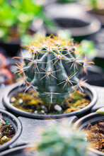 Closeup Of A Cactus In A Pot