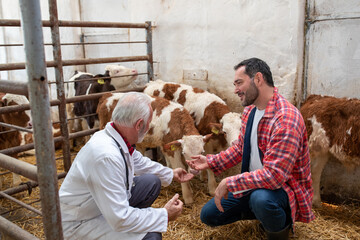 Canvas Print - Happy farmer and veterinarian talking about calf in a barn.