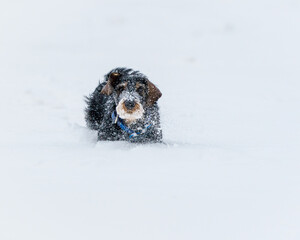 Poster - Cute dog running on the snowy park