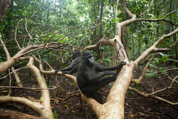 Wall Mural - Two black macaques sit on the tree