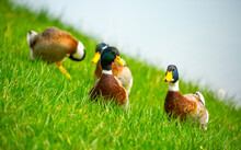 Geese And Ducks Walk On The Grass In A Green Meadow In The Pasture. Livestock Raising And Farming In The Village.