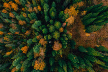 Autumn Yellow Forest And Green Trees In Rural, Drone Photo Aerial Top View