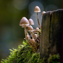 Closeup Shot Of The Wild Mushrooms In The Forest
