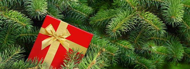 Wall Mural - New year Gift box with golden ribbon on the background of christmas tree branches