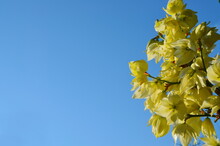 Yellow Flowers On Blue Sky Background. Postcard. Place For Text.