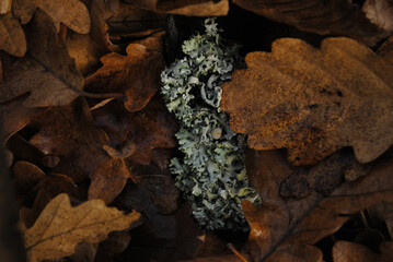 Wall Mural - Top view closeup shot of dry leaves on the ground surrounding a Hypogymnia plant in the forest