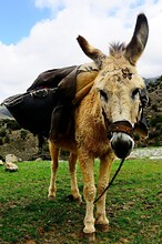 The Donkey, Donkey, Donkey, Donkey Or Colt Is A Domestic Animal Of The Equidae Family.