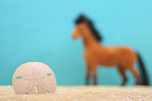 Sand Dollar On Beach With Horse In Background