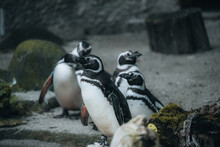 Vertical Shot Of The Group Of African Penguins In The Zoo